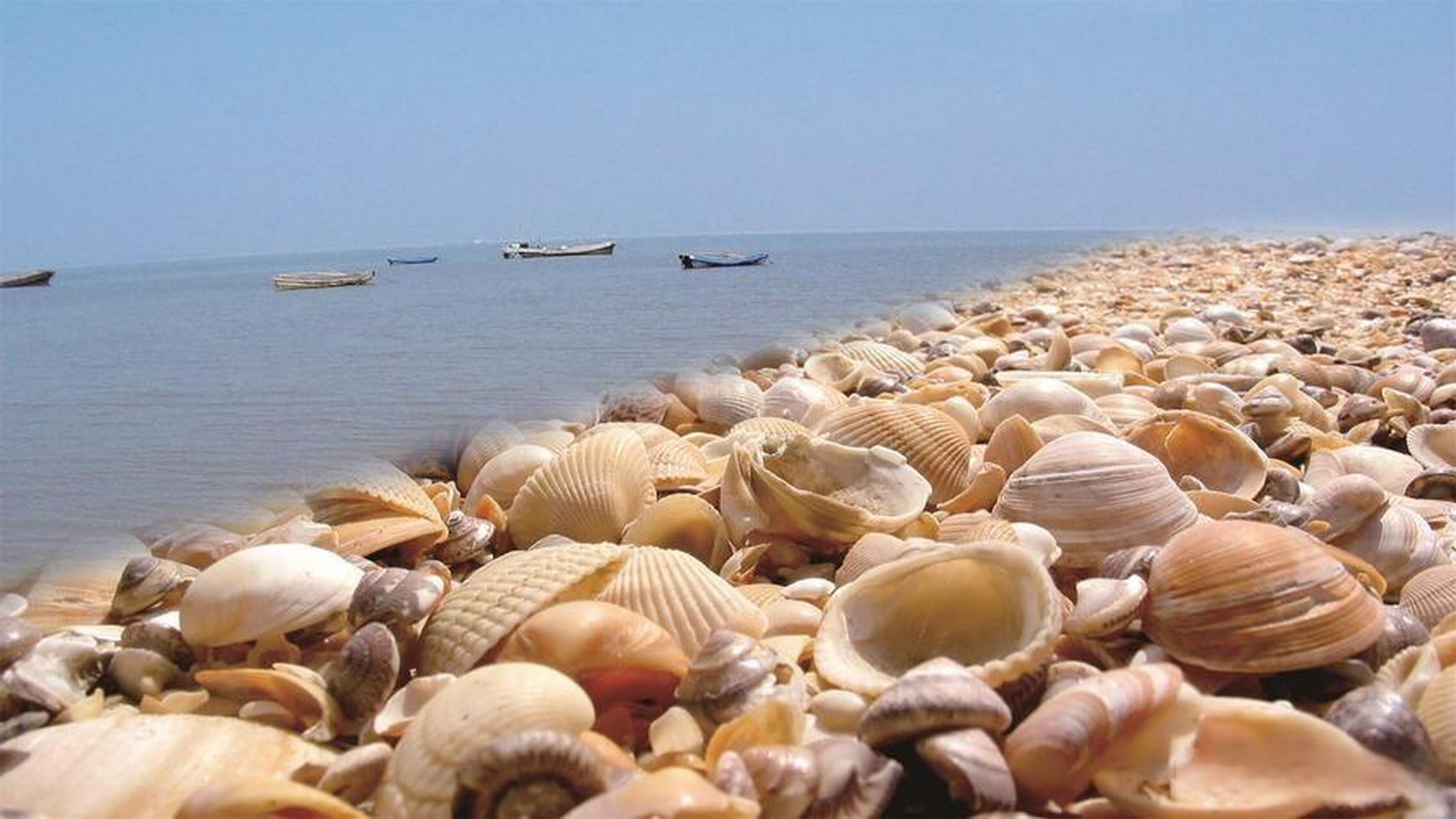 滨州无棣贝壳堤岛,位于山东省最北部的海岸线上,是一处珍贵的海洋自然
