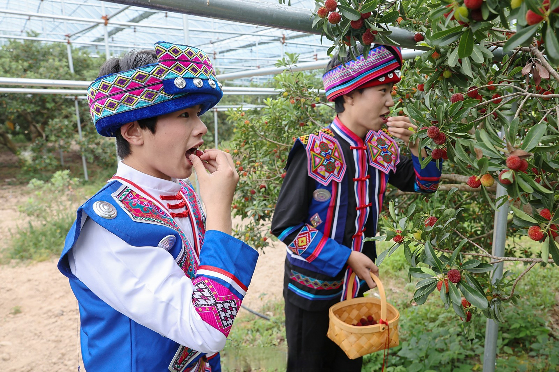 【宁波慈溪大棚杨梅开摘!