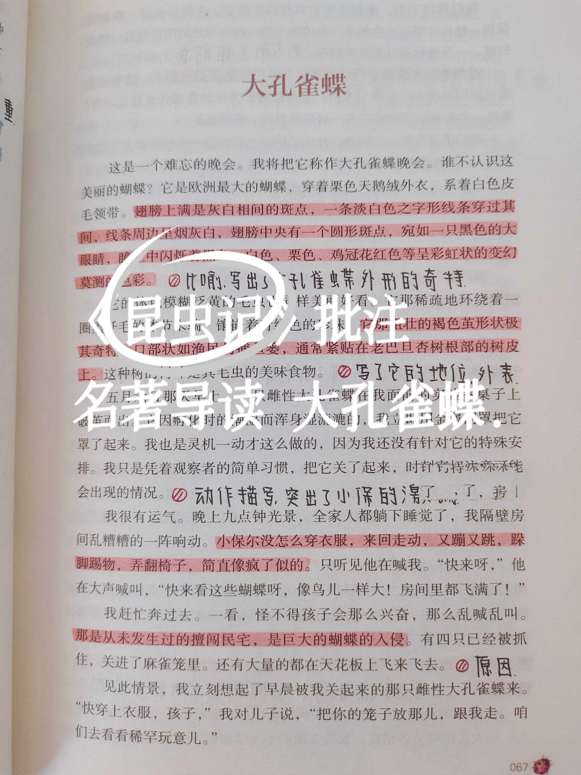 大孔雀蝶批注图片