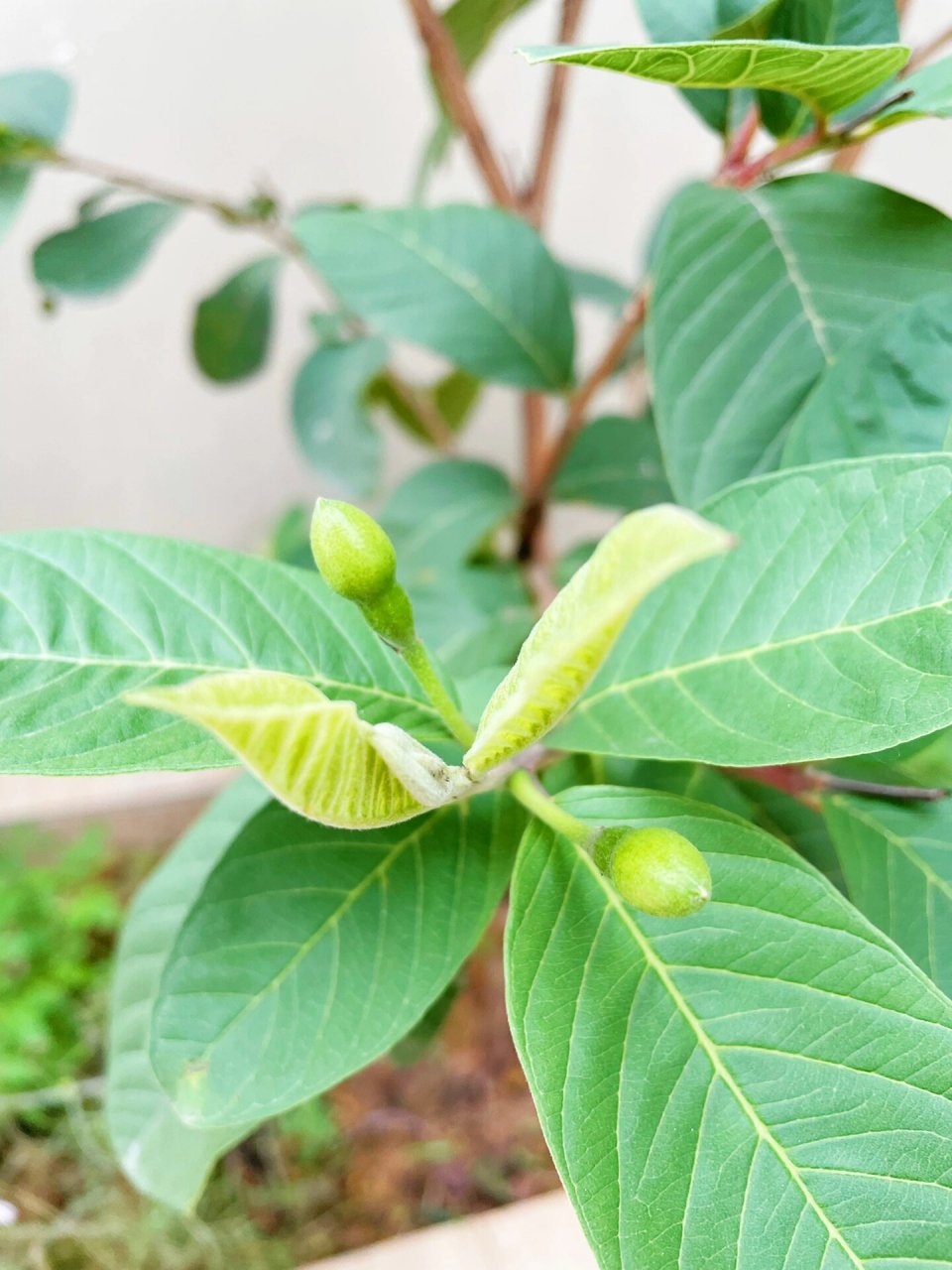 芭乐红心番石榴坐果开花的种植方法 芭乐红心番石榴又名叫鸡屎果 不