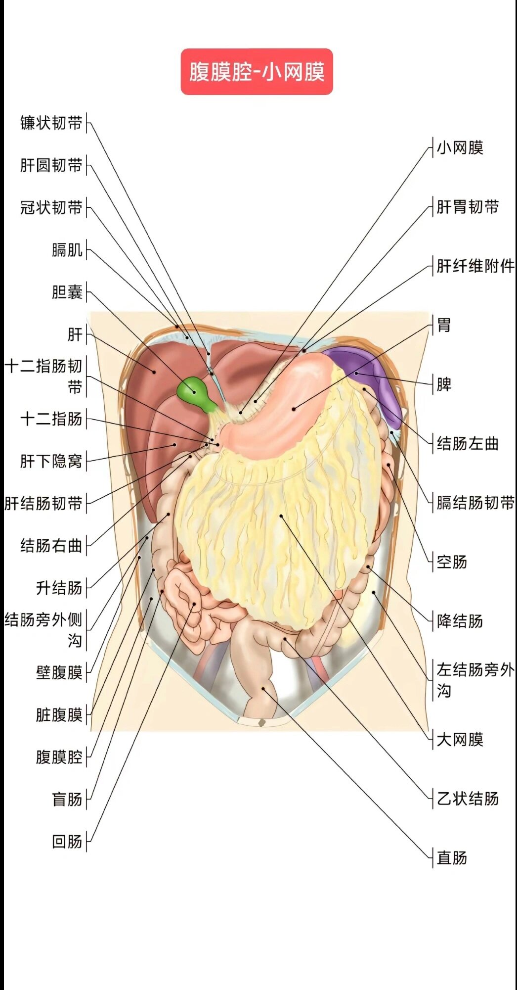 腹部解剖示意图