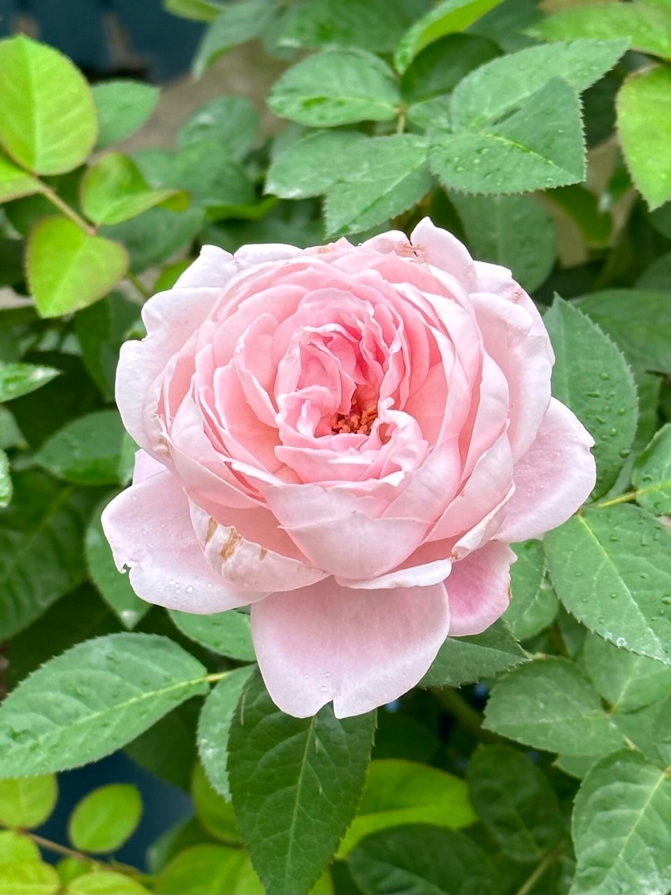 罗丝琳 roselyne 冷门月季品种 灰粉色调 饱和度不高 没有养出一茎多