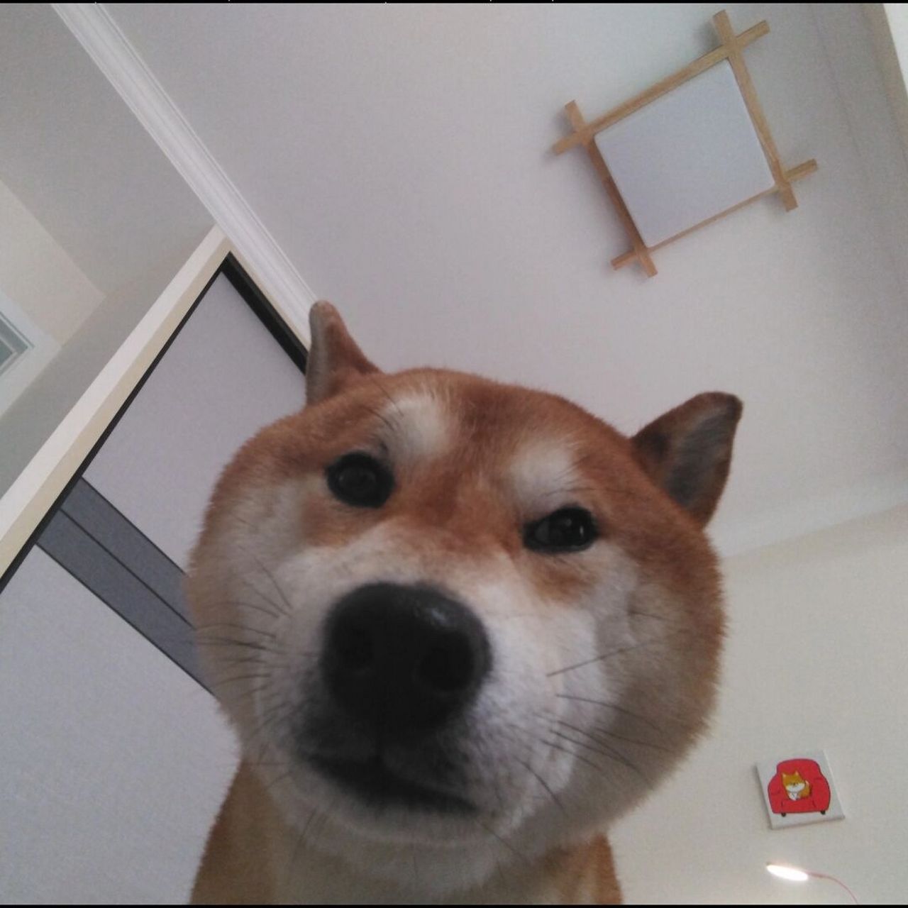 没看过小狗自拍吗 #柴犬# #柴犬日常# #我的自拍分享# #当你的宠物