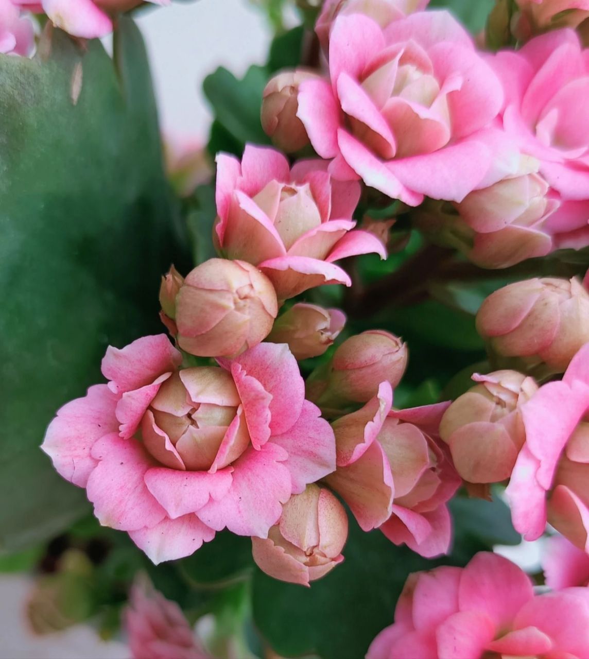 长寿花克里斯蒂 克里斯蒂,算大花型,颜色粉粉嫩嫩的,花瓣有的有锯齿