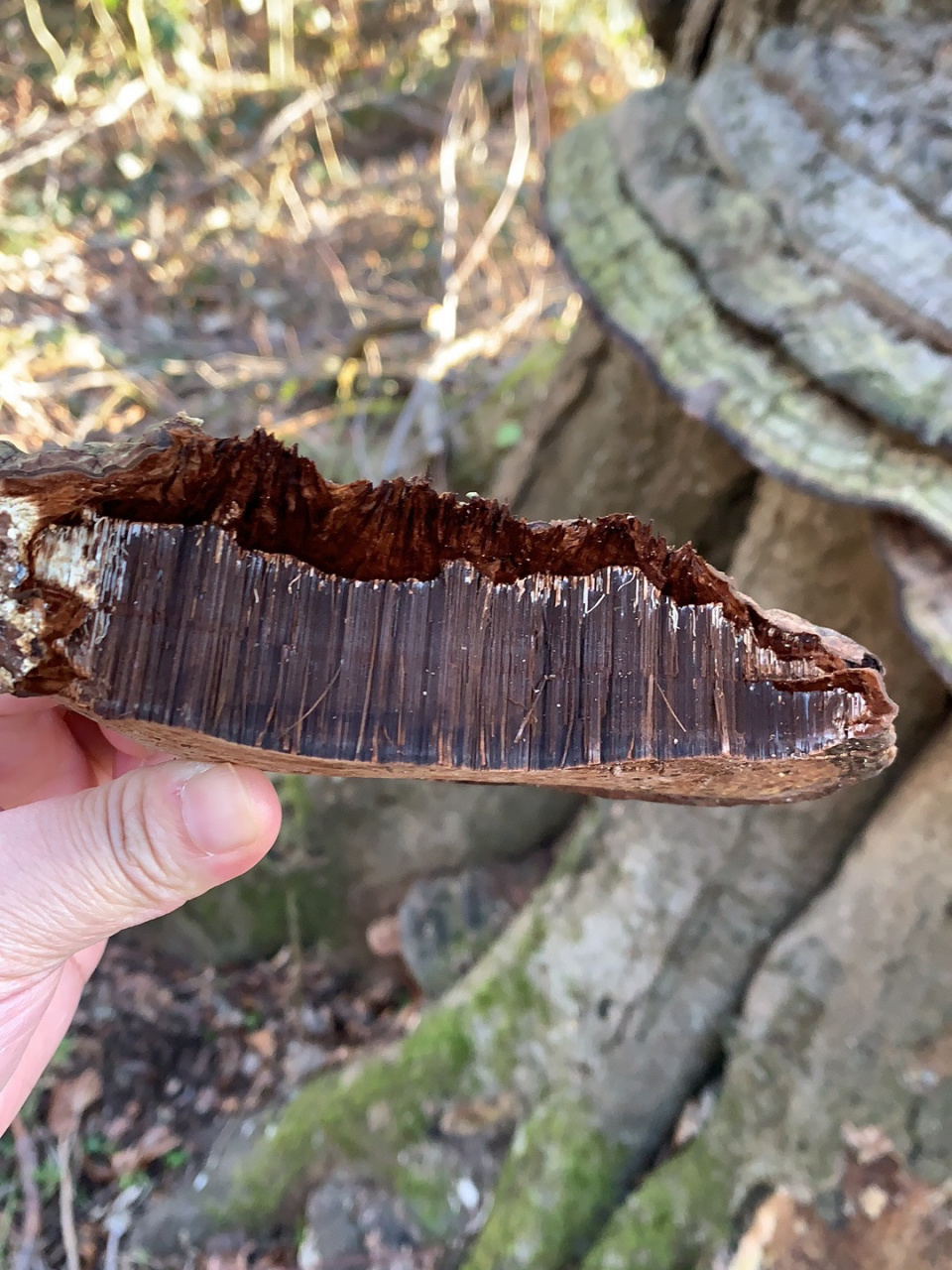 有人知道这个是树舌灵芝吗 今天去爬山看到好多长着这个好像灵芝查了