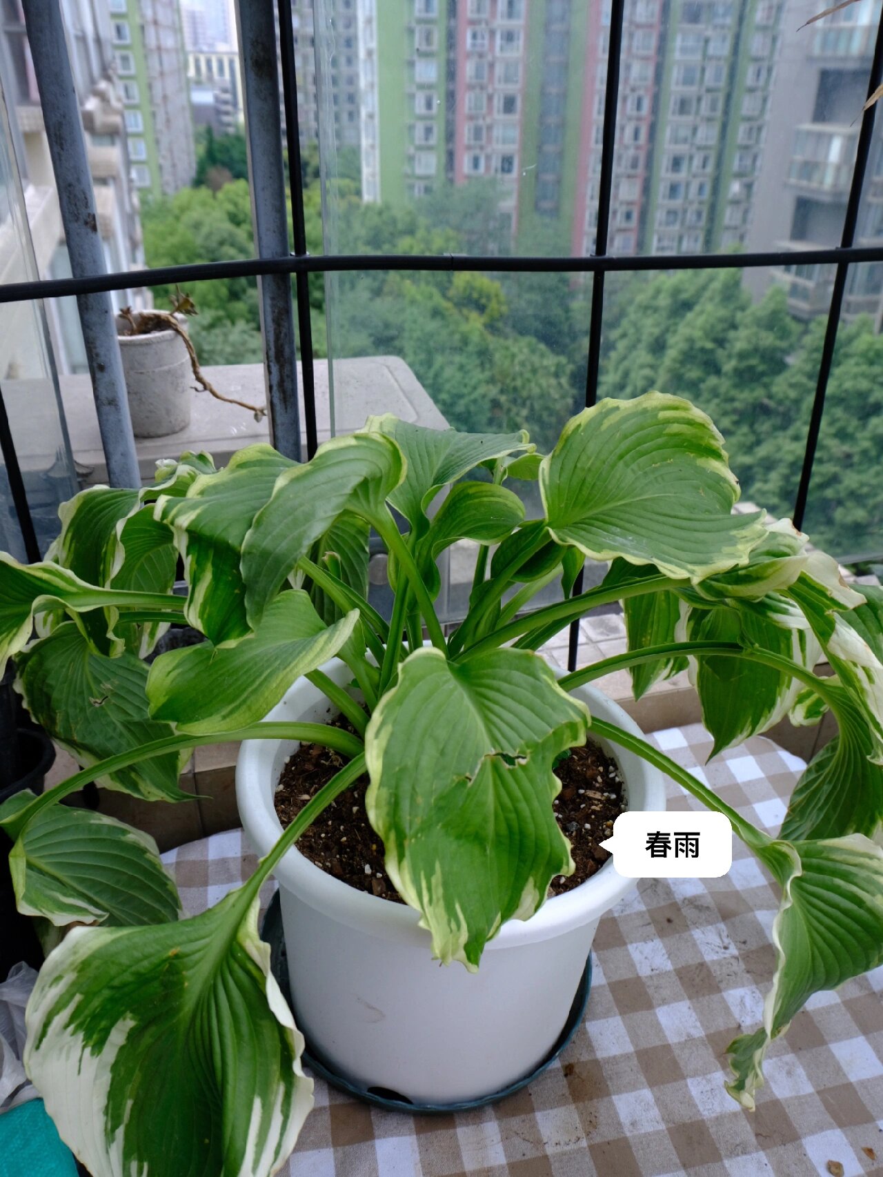 最近巡园,发现玉簪的叶子已经完全枯萎,跟烂草堆一样没有一点生命