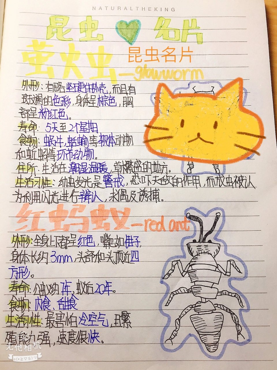 昆虫明片&《昆虫记》 萤火虫图片有误,请见谅