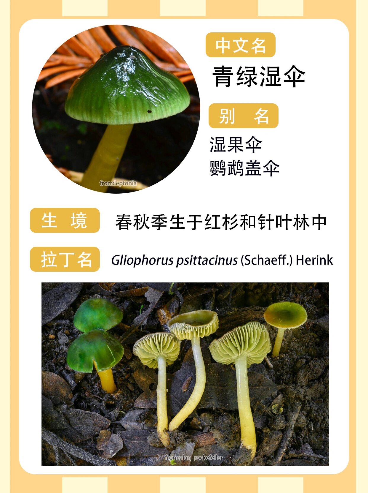 青绿湿伞 - gliophorus psittacinus 菌友们好久不见呀!我阳康回来啦