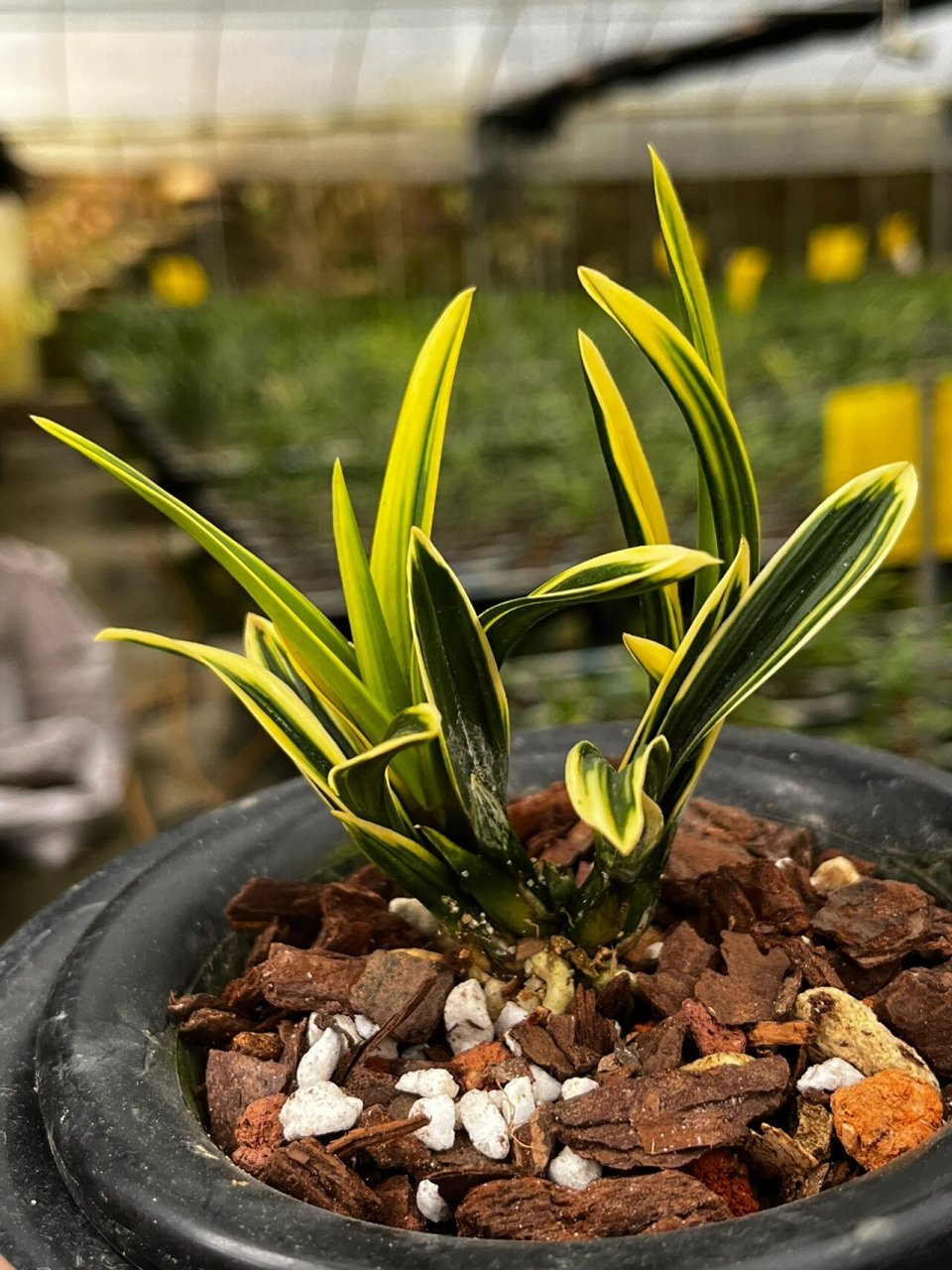 春兰金边皱叶～彩云荷 春兰矮种～彩云荷