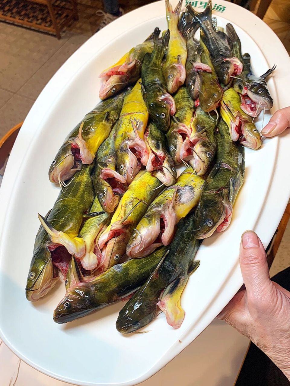 黄辣丁也叫昂刺,算是方言的叫法吧,也叫黄刺鱼等. .