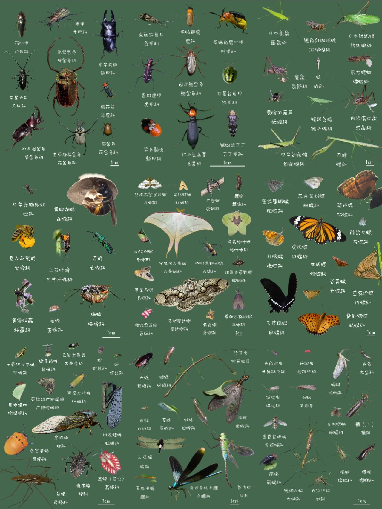 昆虫我熟|常见昆虫一图就够,夏日必备