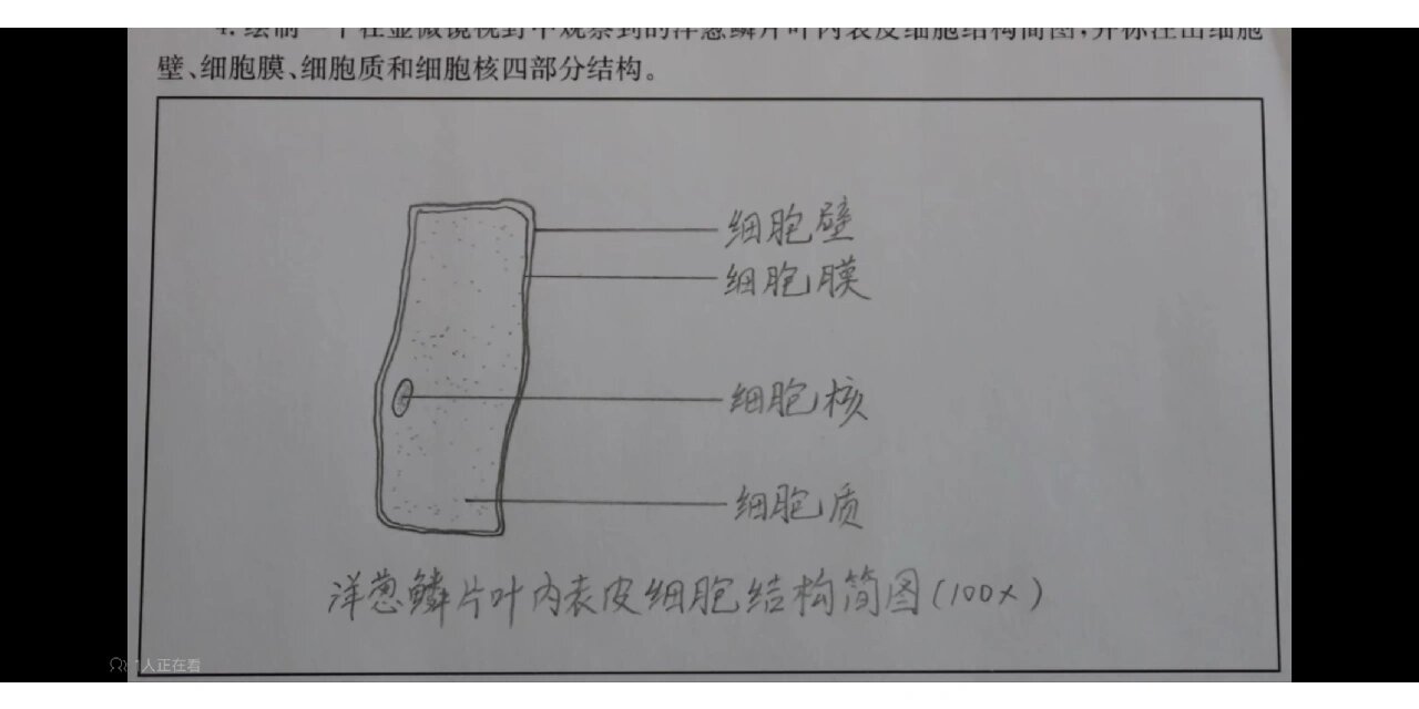 洋葱表皮细胞怎么画图片