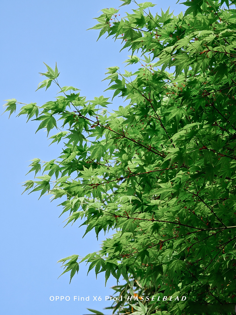 春天它睡在22℃的风里～  99:武汉  #2023打卡