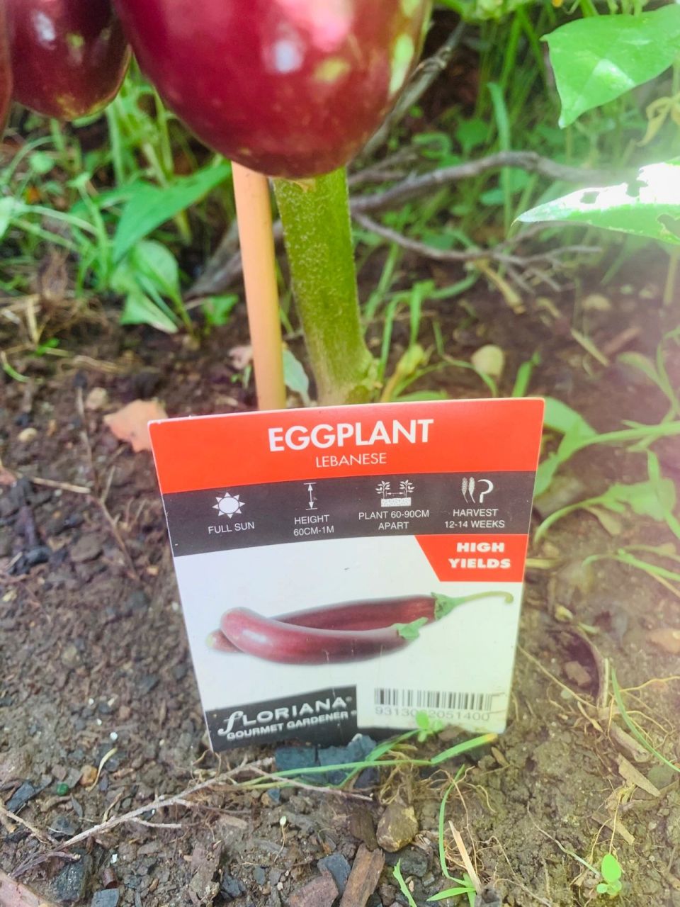 果实累累的茄子品种來了 昨天發的茄子貼文 好多朋友問我是什麼品種