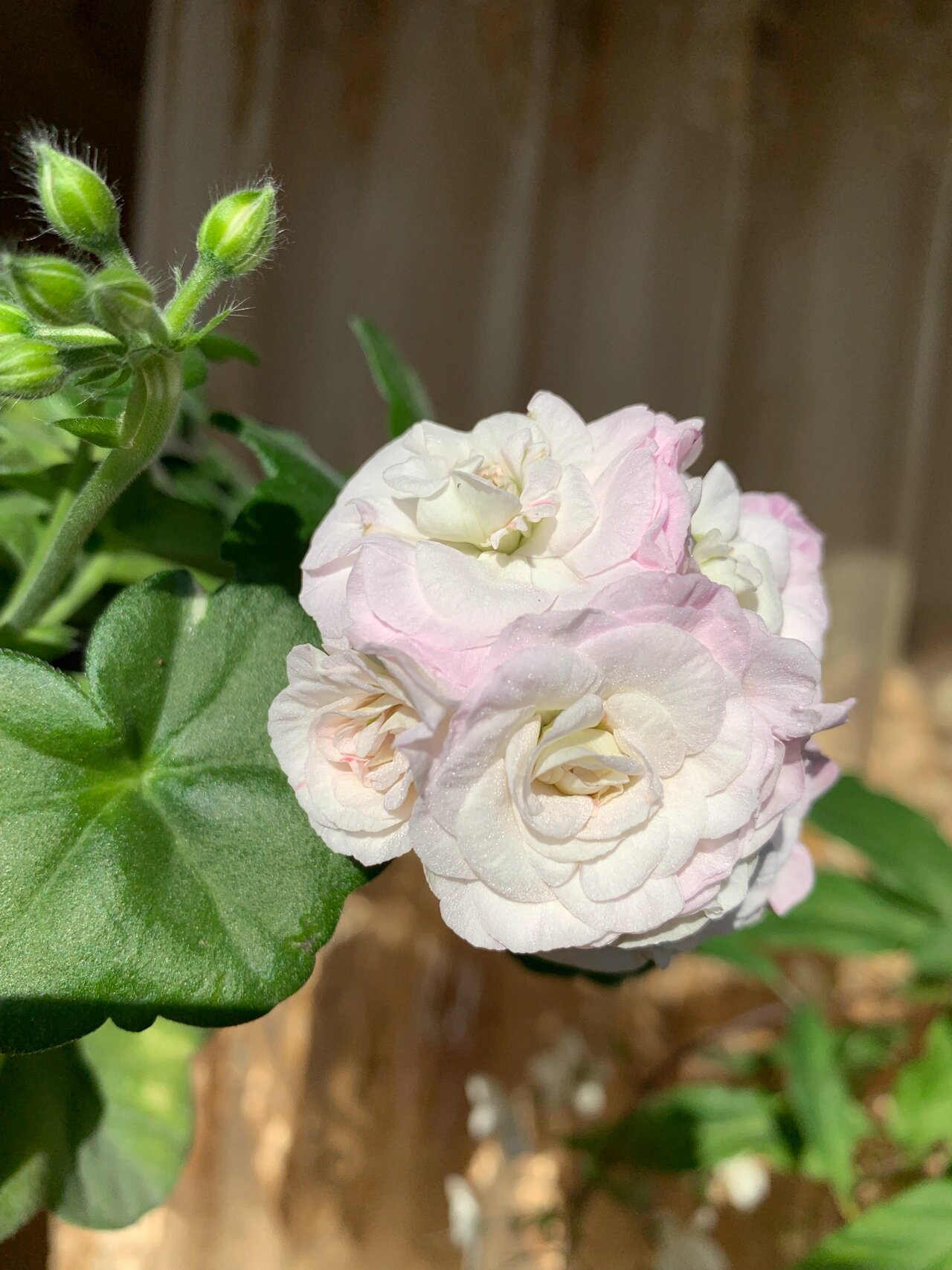 垂吊天竺葵万岁卡洛琳娜 这个花瓣在阳光下的珠光感绝了 blingbling的