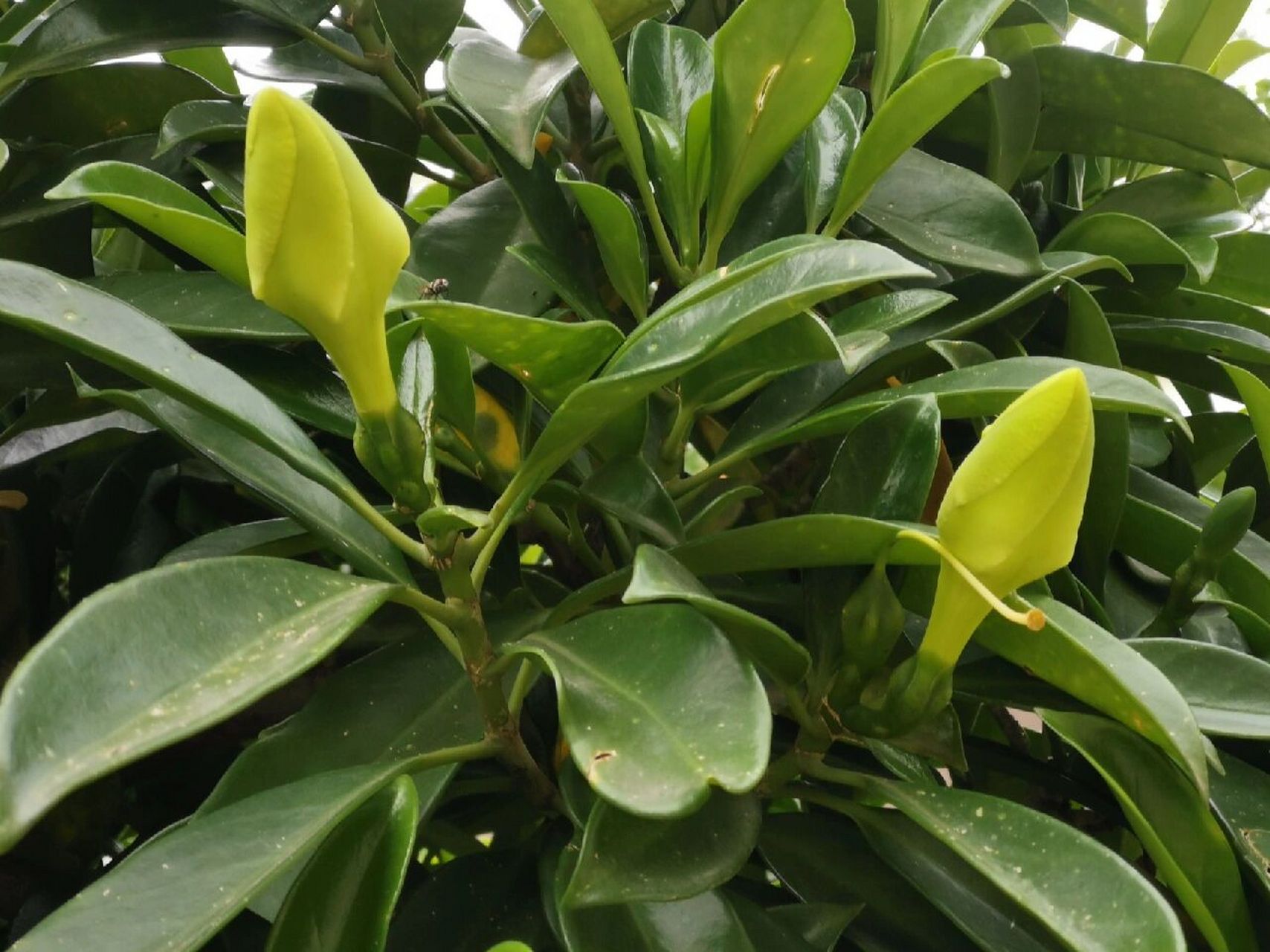 第一次见识开花的非洲茉莉花 从未遇见非洲茉莉开花,这次算是看见了.
