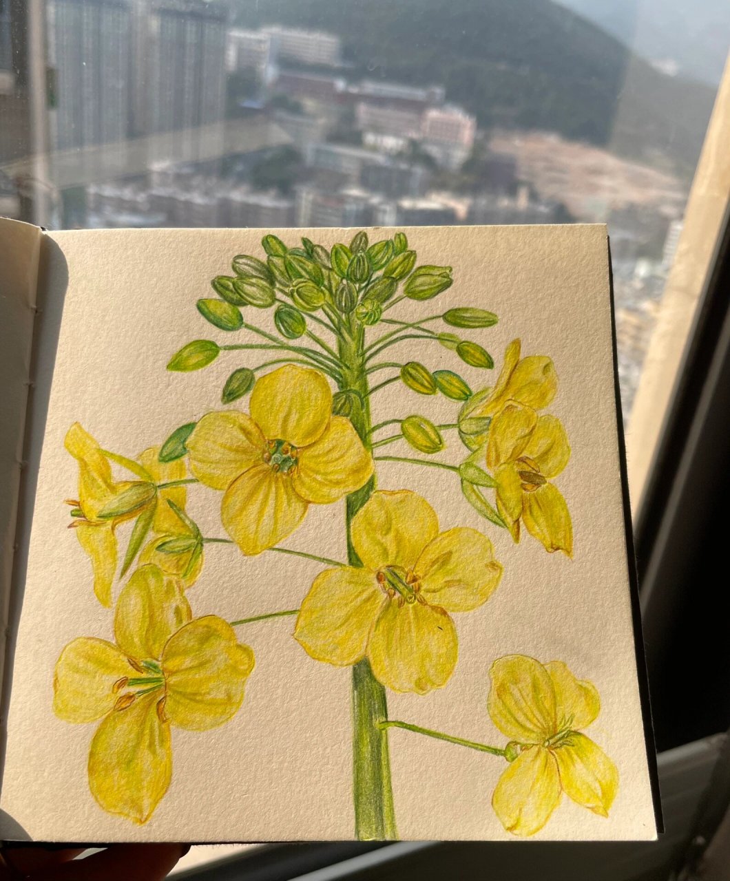 彩铅油菜花图片