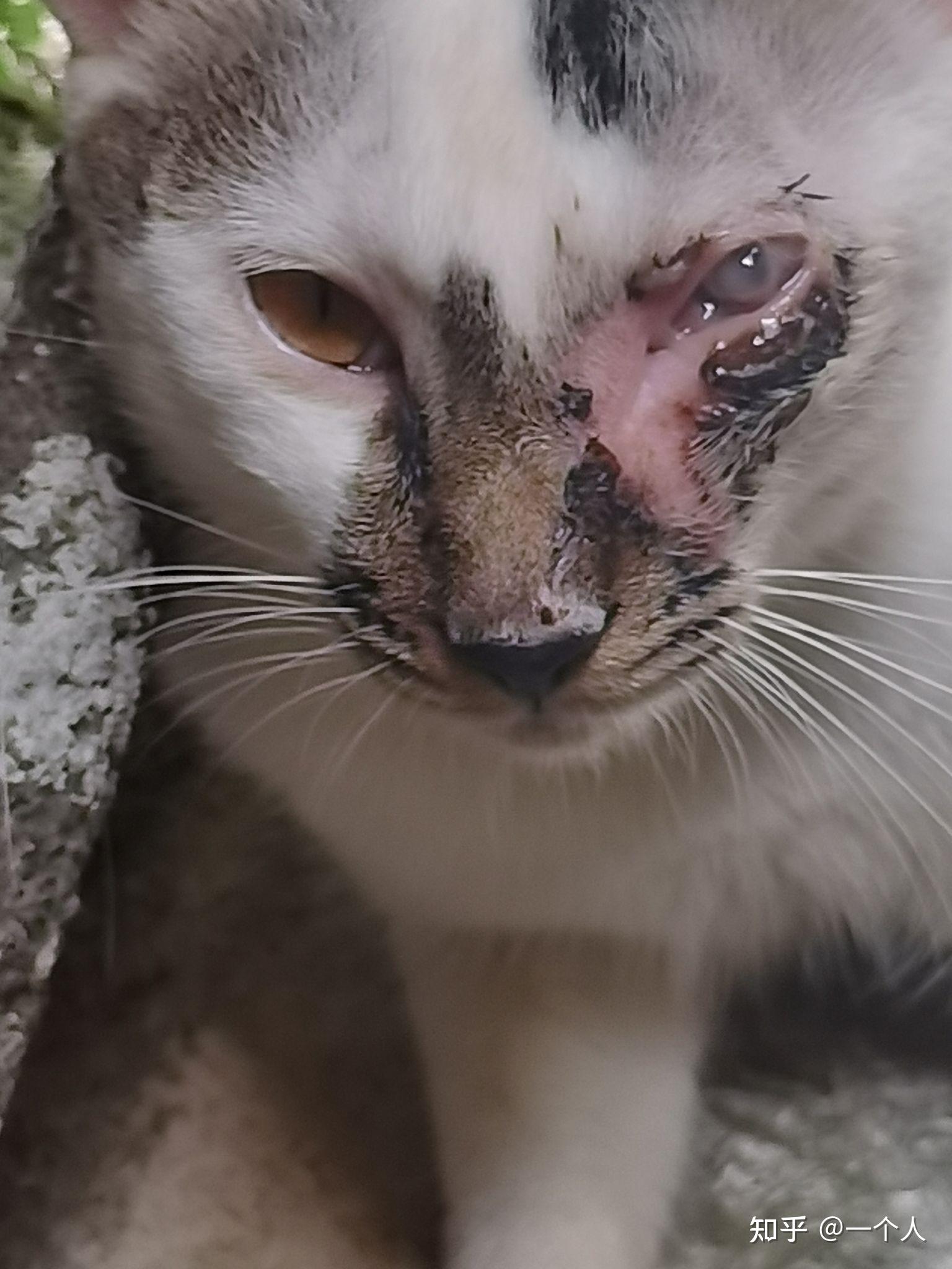 小猫眼睛流脓胀肿千万别急着手术