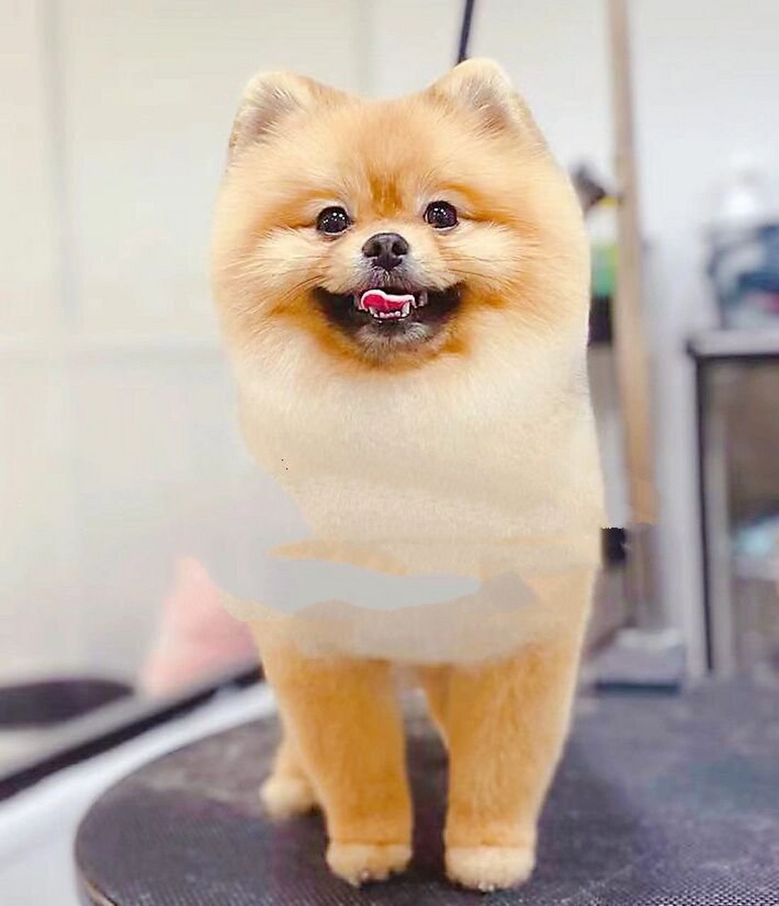 博美|美容造型集合