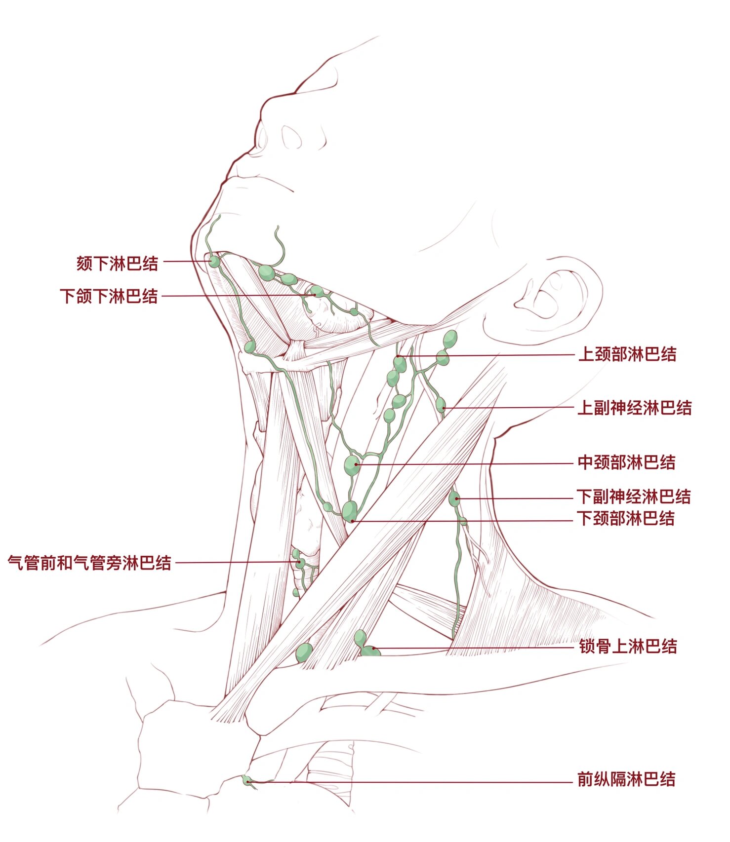 小腿前侧淋巴结位置图图片