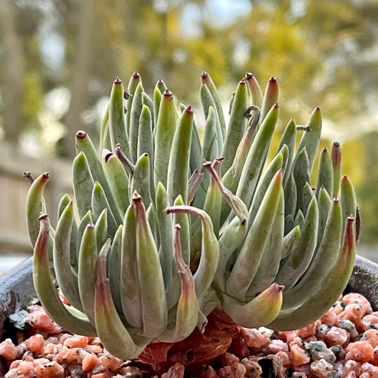 英文名: dudleya edulis 产地:来自南美的品种 仙女杯爱杜丽丝的多肉