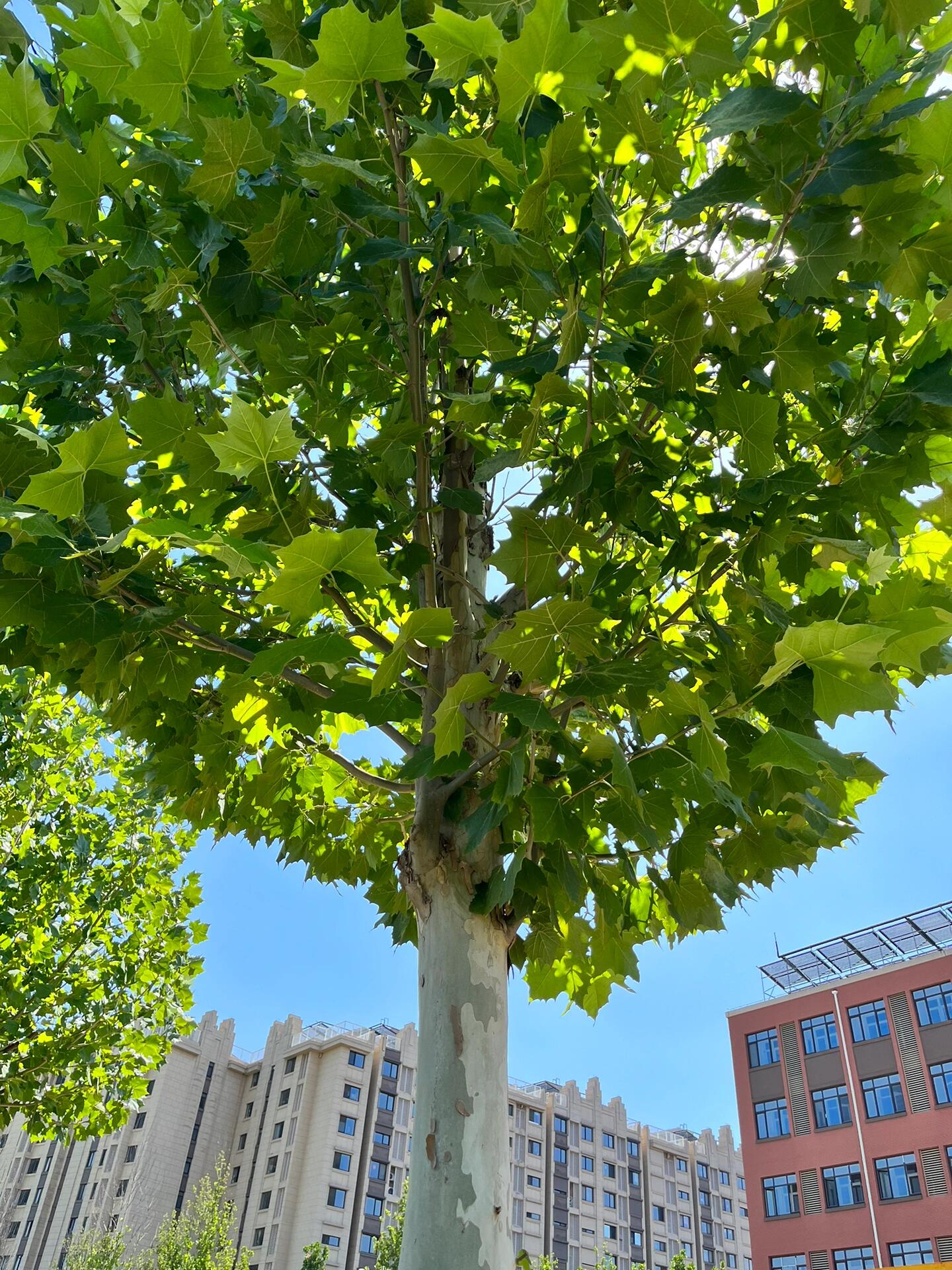 夏天的梧桐树照片图片