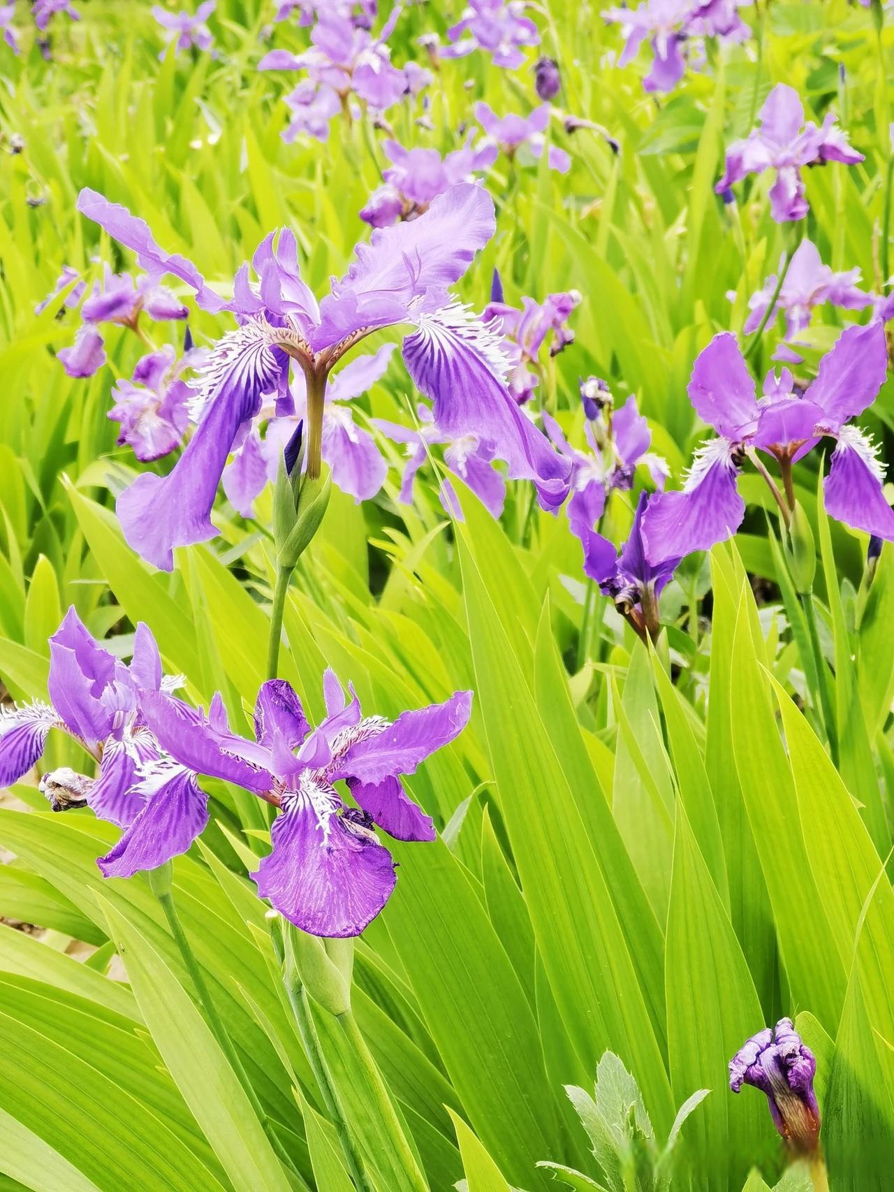紫花绿叶映清香扑鼻来