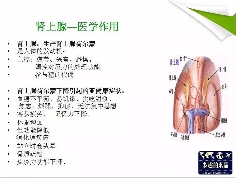 内分泌系统之八大腺体 04讲到内分泌呢