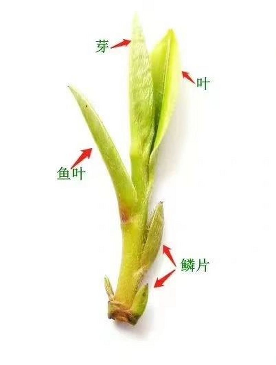 今天聊一聊 绿茶采摘 91茶知识—采茶手法 采茶分
