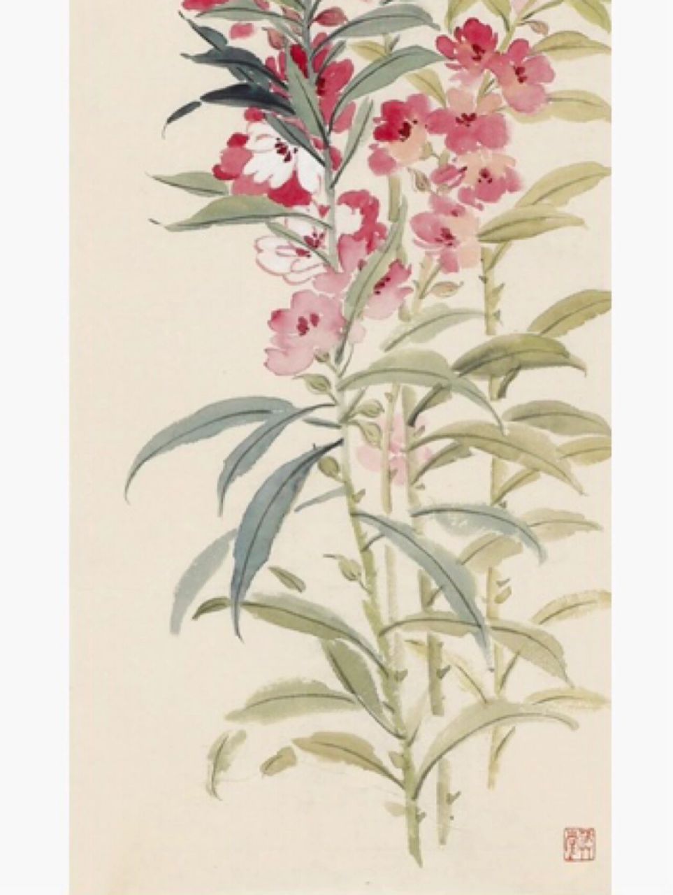 凤仙花 凤仙花也叫指甲花 凤仙花的花语是别碰我,为什么会有着这样的