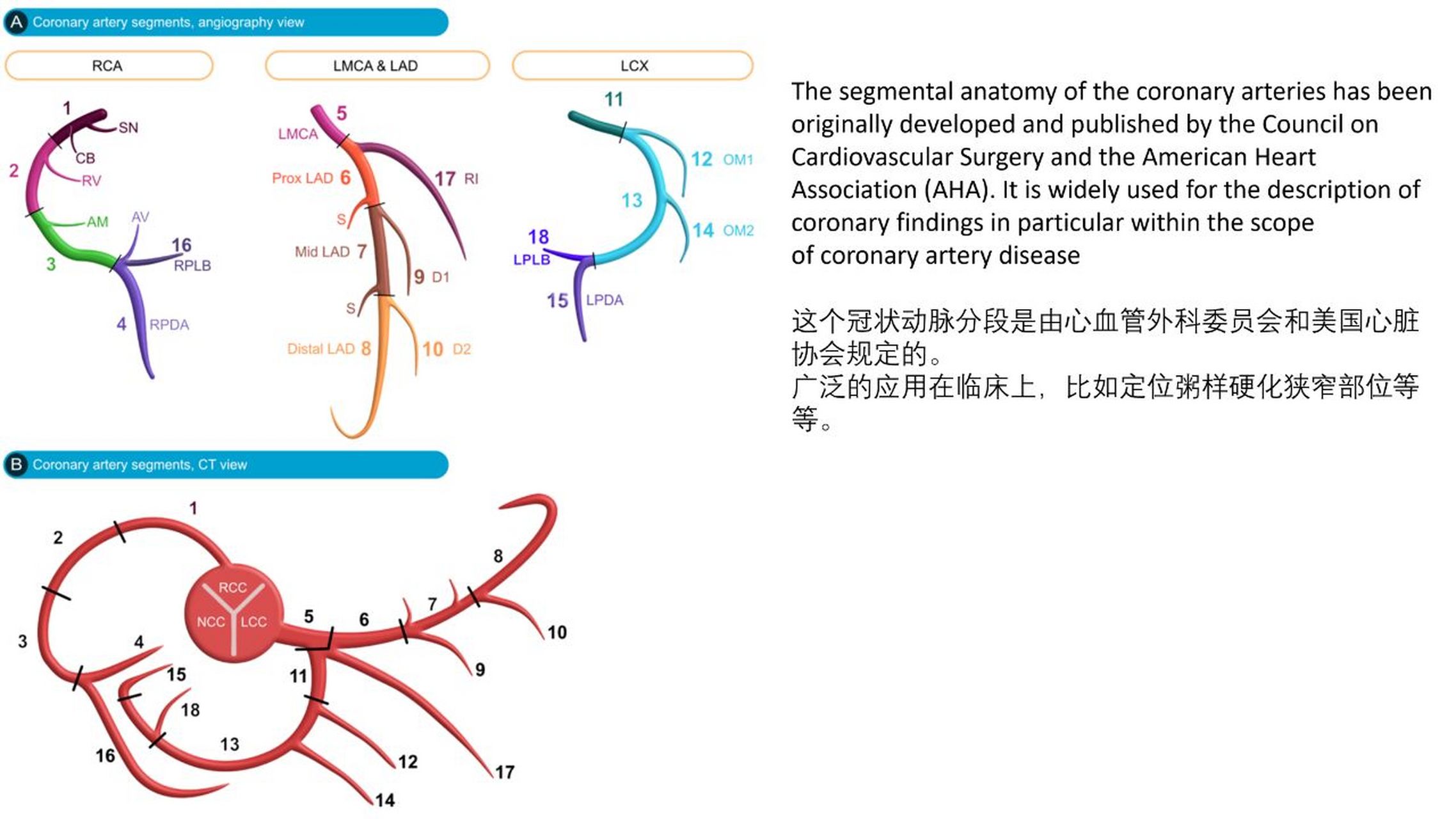 冠状动脉15分段图图片