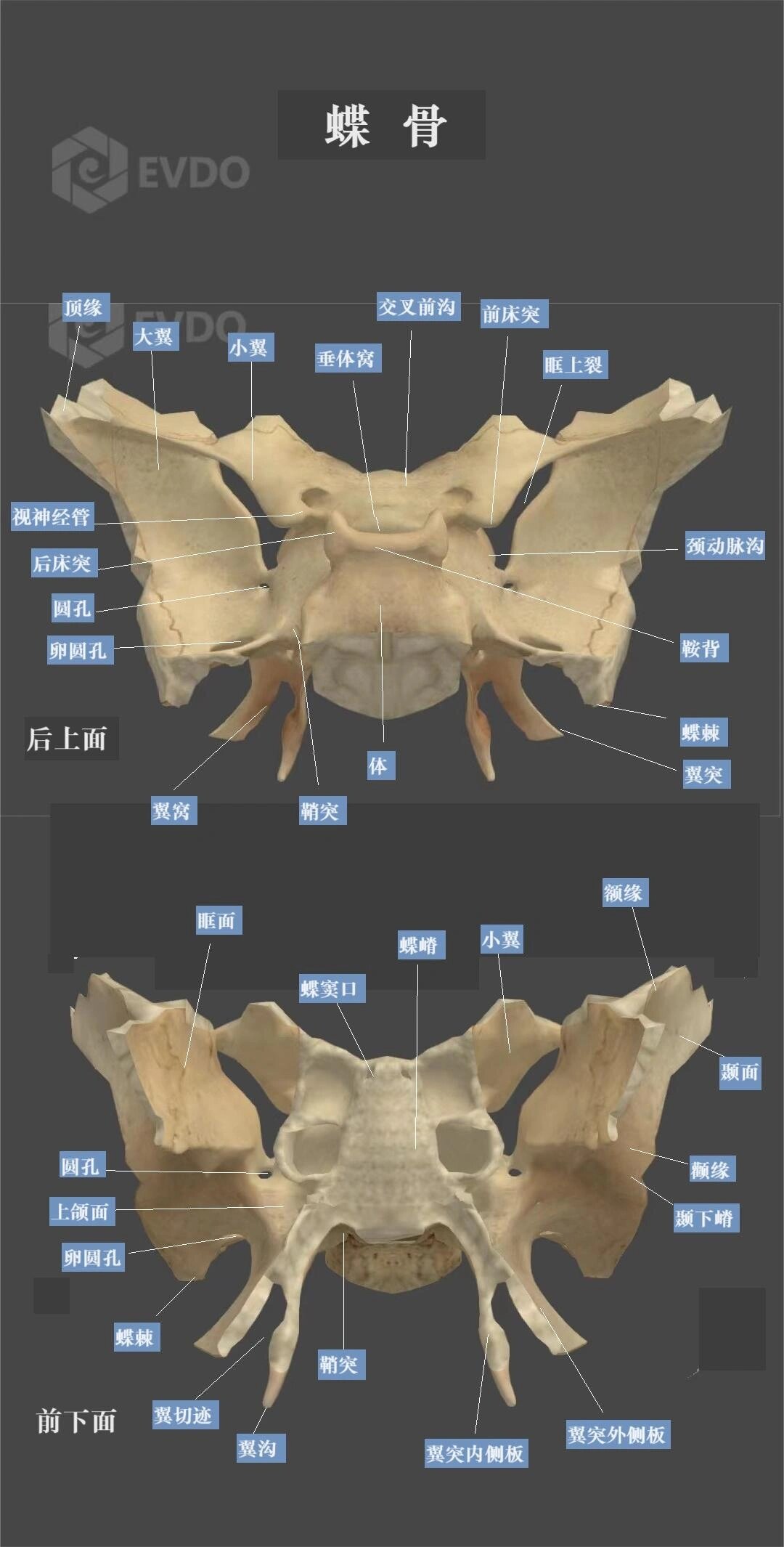 蝶骨蝶骨形似展翅的蝴蝶,居颅底中央,分体,大翼,小翼和翼突四部