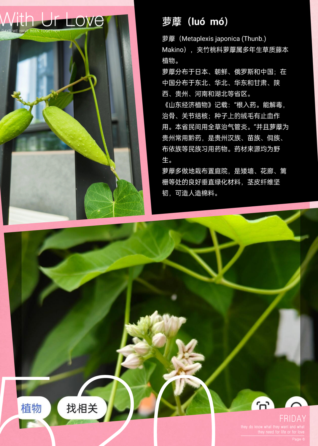 makino),夹竹桃科萝藦属多年生草质藤本植物