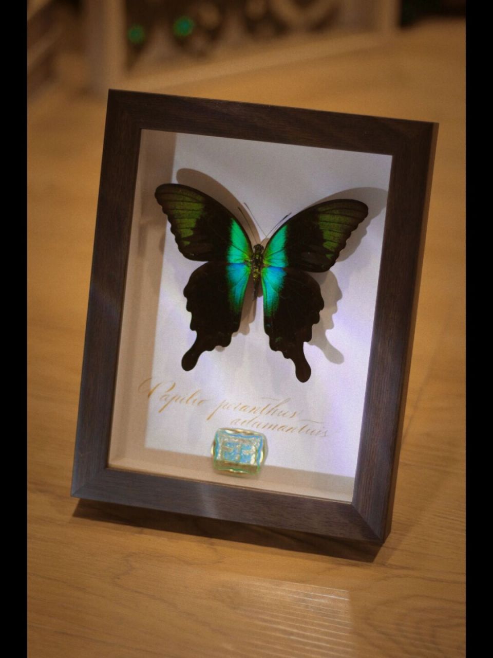 翡翠凤蝶03苏拉威西亚种 成品可售7815#晒出我收藏的昆虫标本