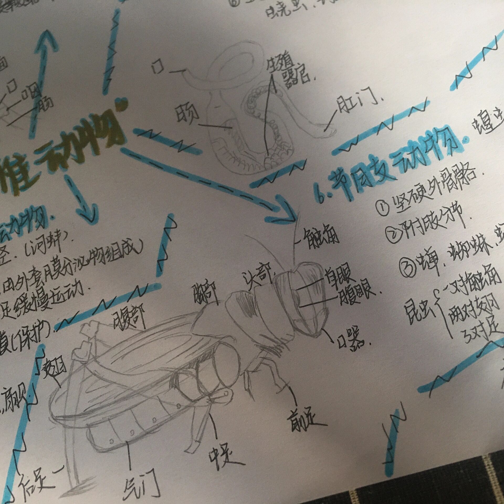 初二脊椎动物思维导图图片