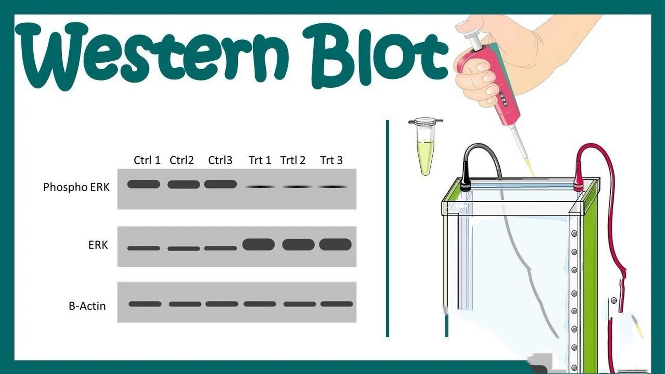 nortern blot图片