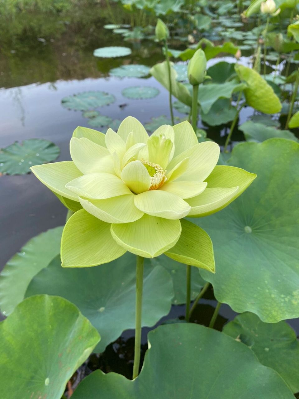 真花,不是p图的,就这个颜色.