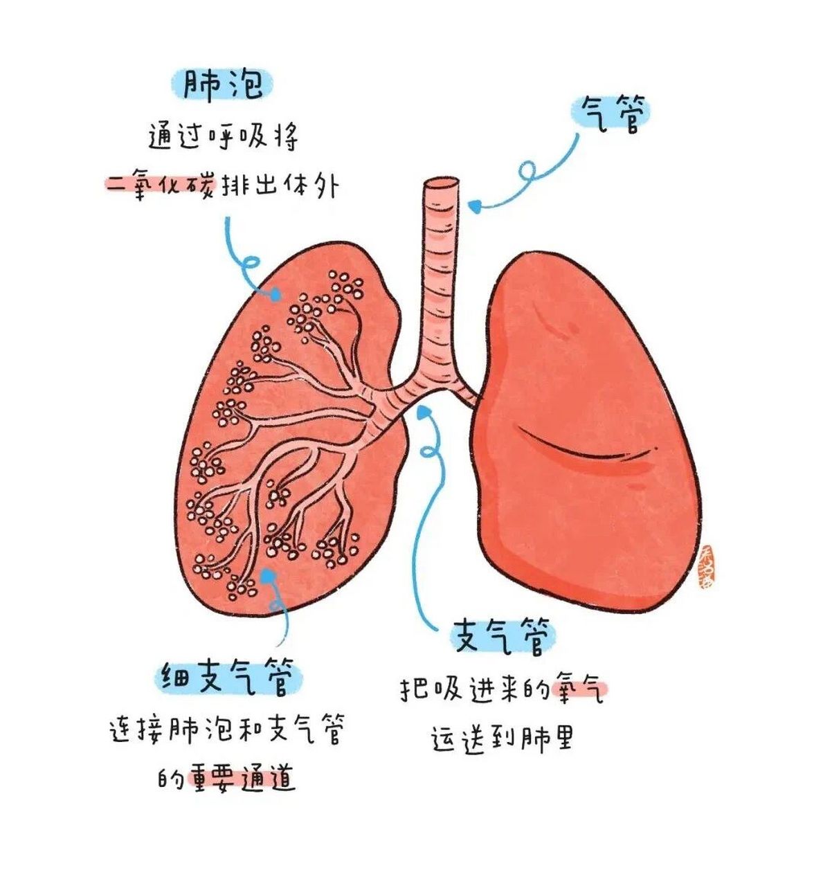 肺的作用 没有肺,我们就不能呼吸 肺是人体的呼吸器官 它由支气管和