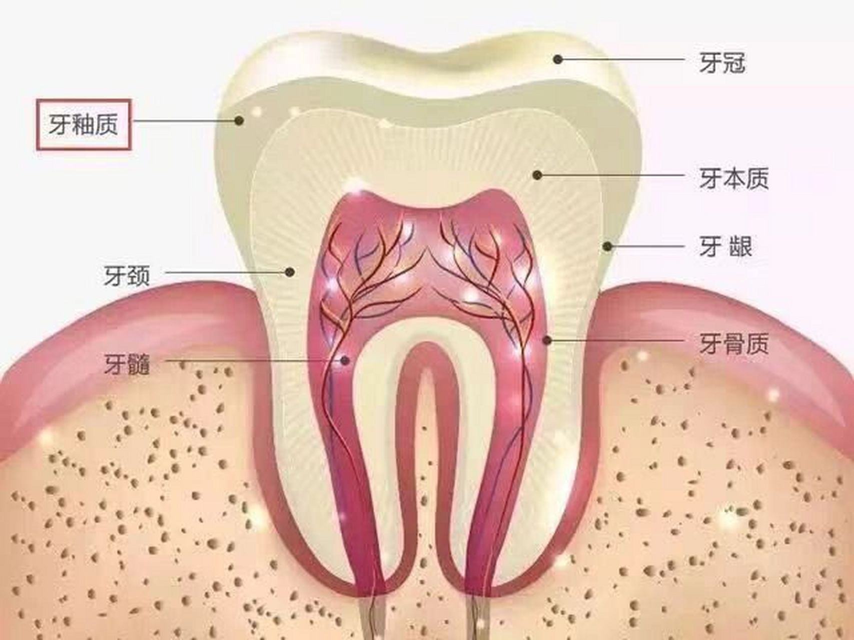 牙齿一半白一半透明图片