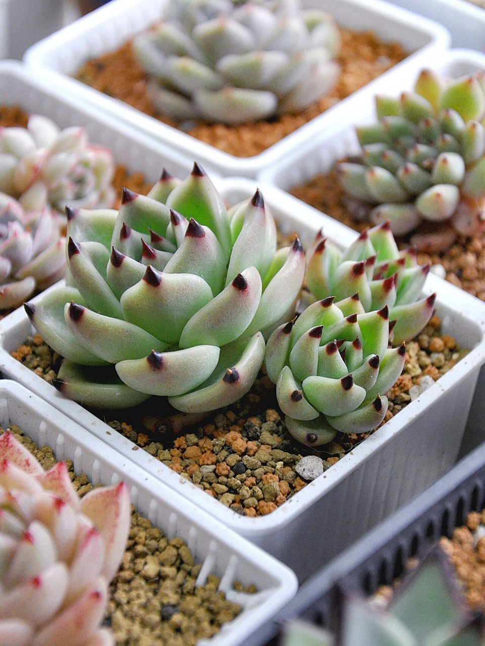 多肉蓝龙丨美原来这么简单97 蓝龙是景天科多肉植物,株型是标准莲座