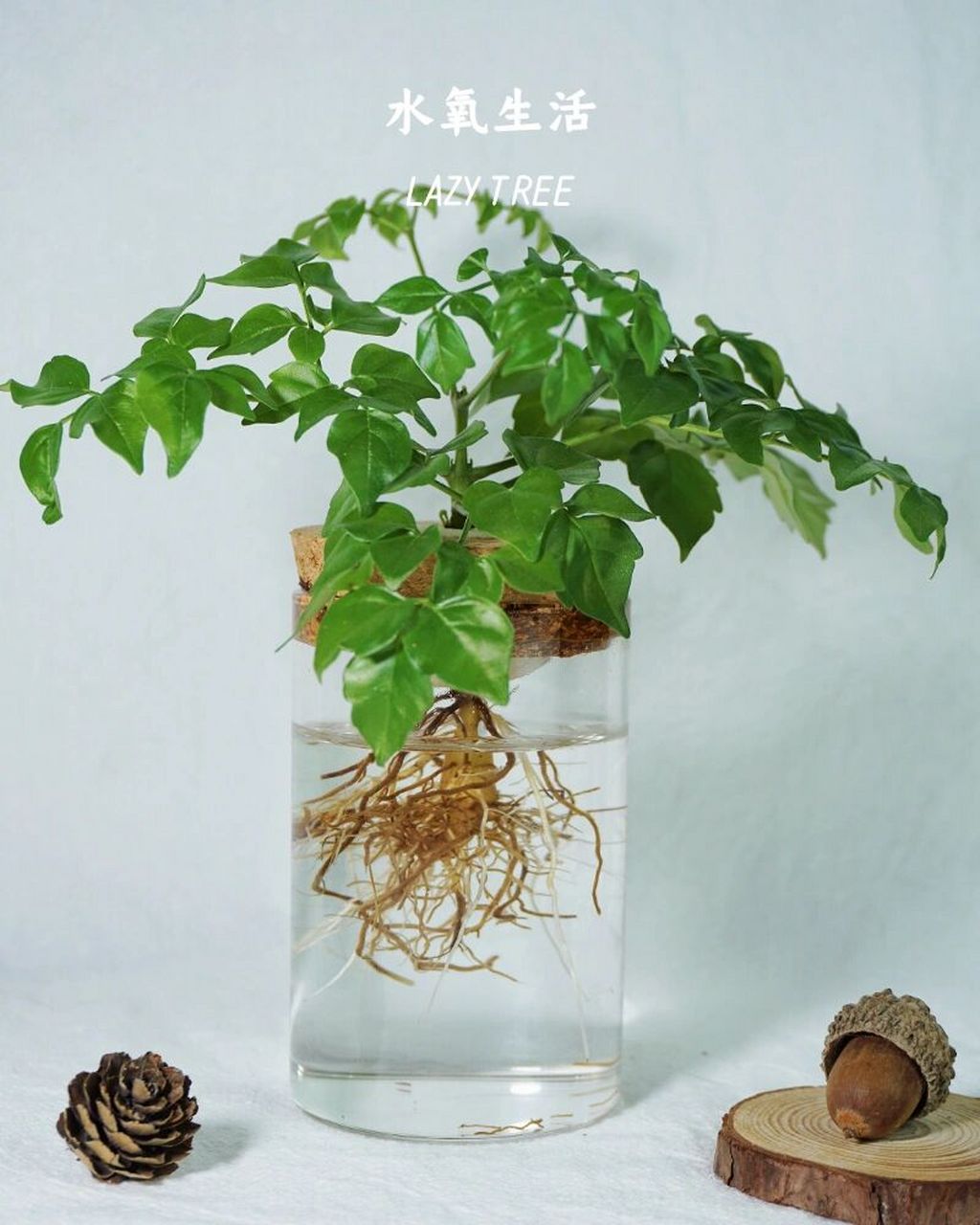 水培幸福树|守护只属于自己的小确幸 水生根的幸福树是real好养!