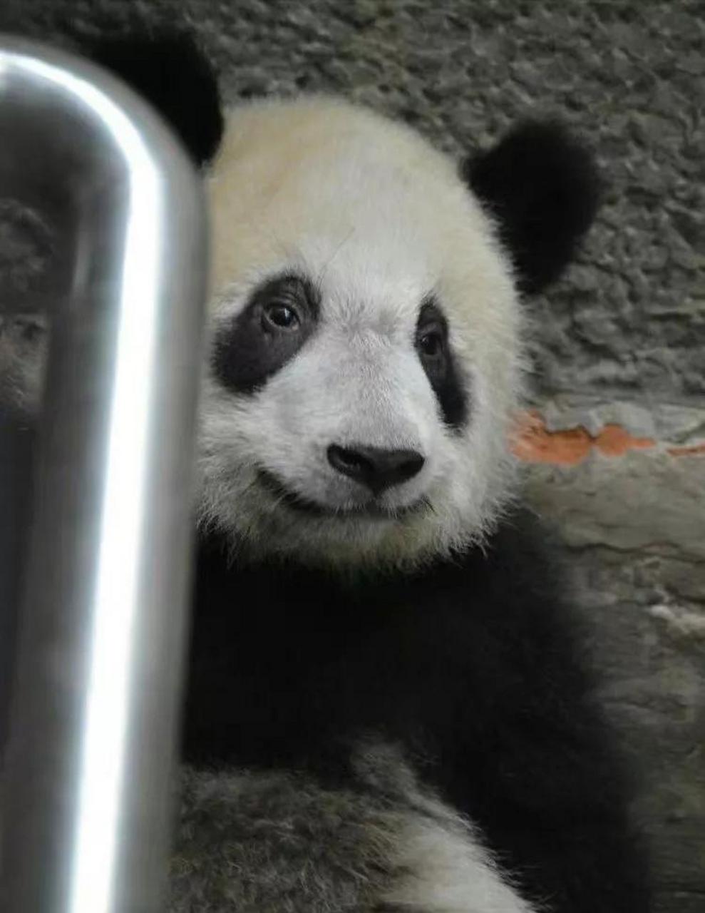 重庆动物园里面有个宝藏大熊猫女孩,它的名字叫做丁丁.