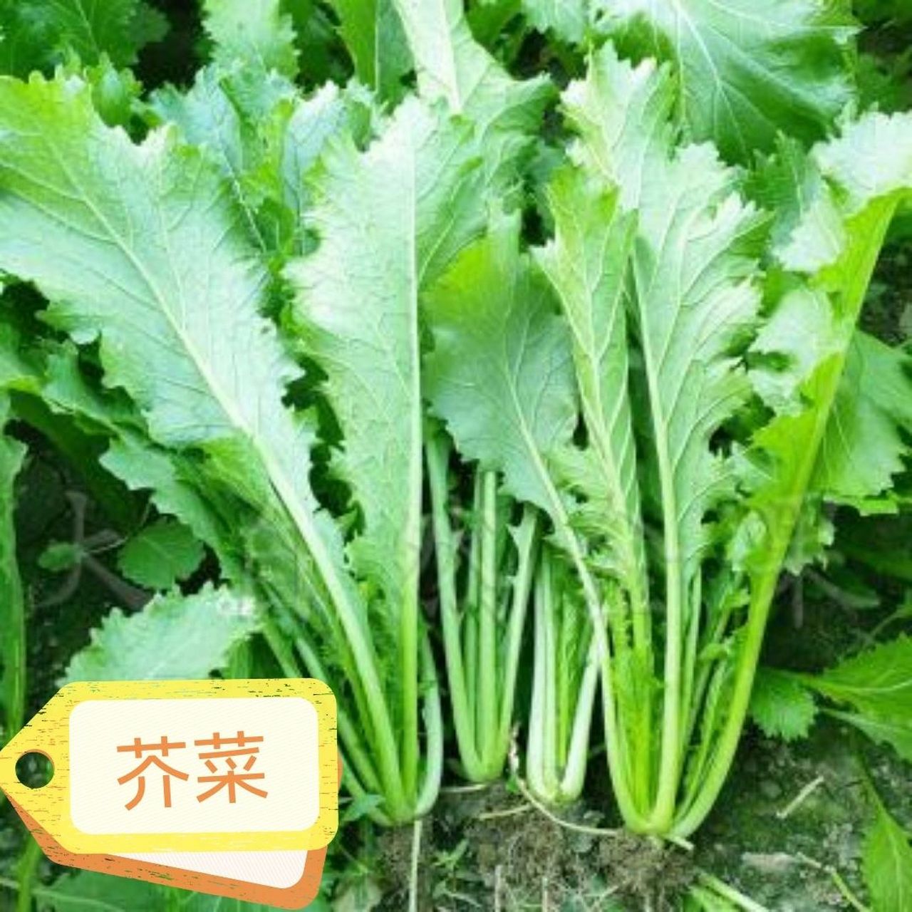 春菜和芥菜到底是不是同种啊 春菜属于莴苣属的一种蔬菜,又称为结球