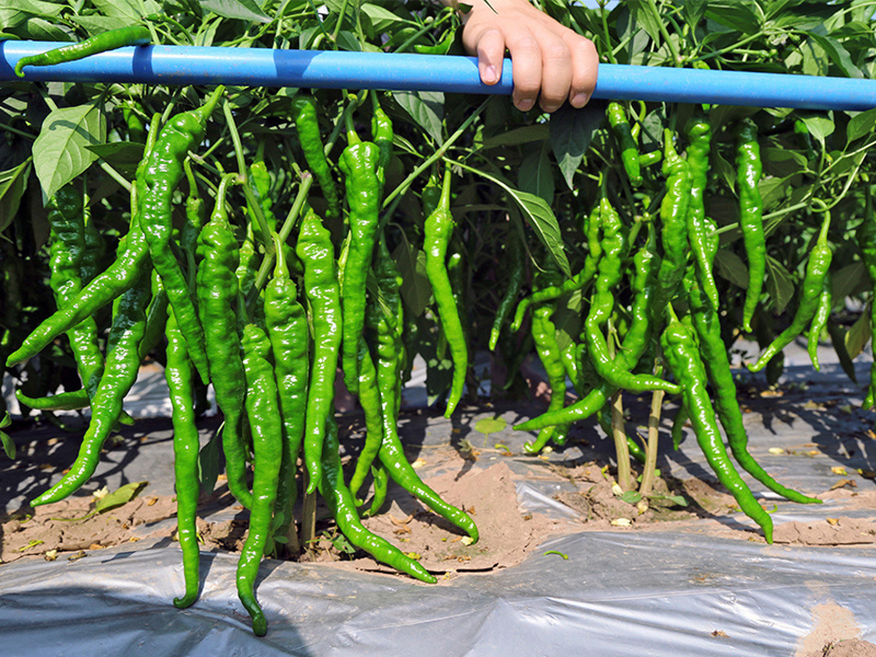 螺丝椒的种植方法 1,大棚0202的种植时机安排 大