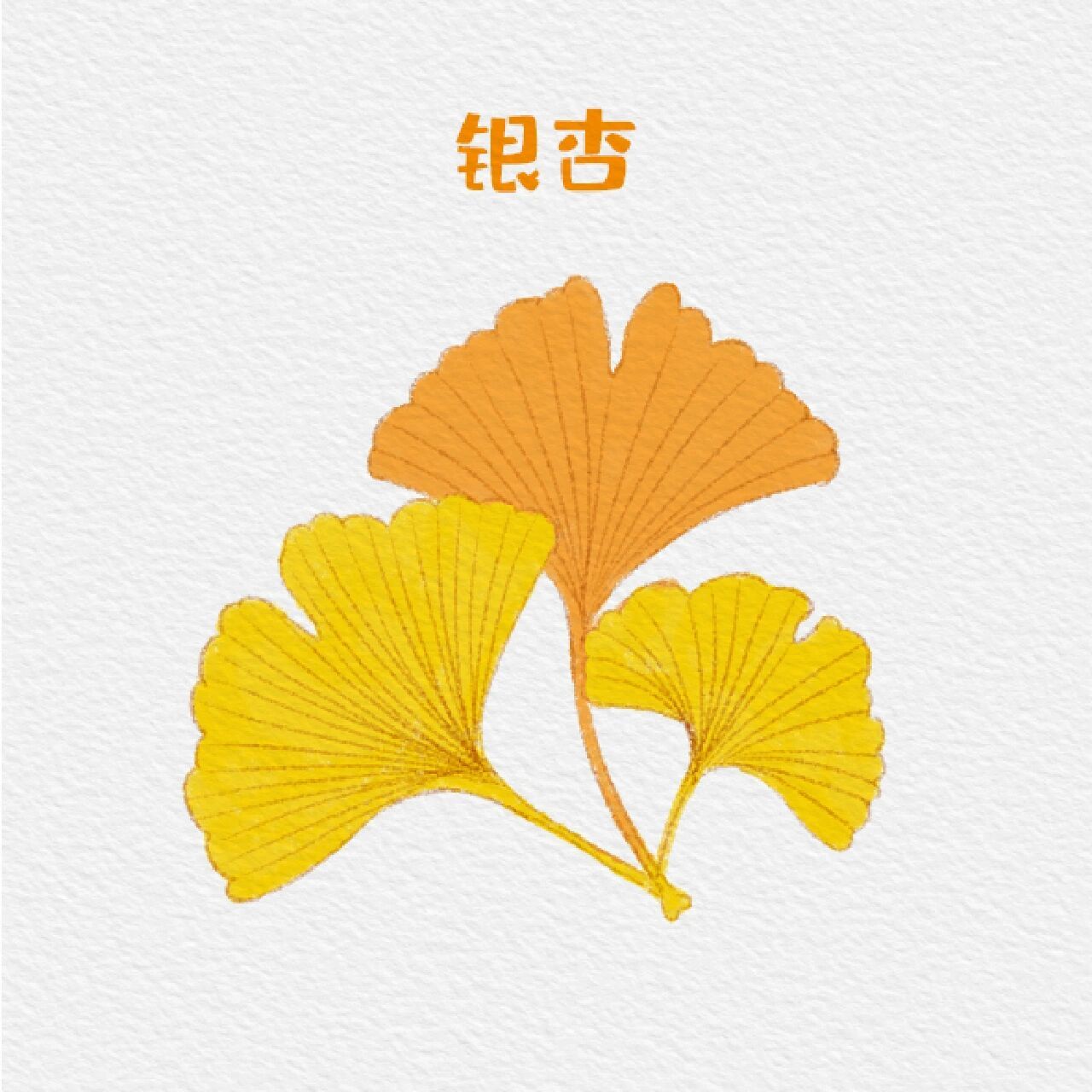 植物类—银杏简笔画