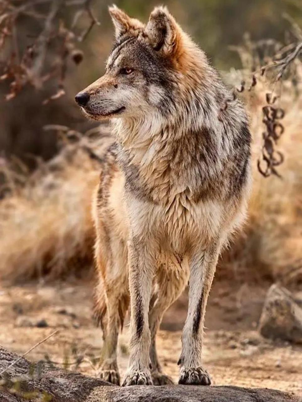狼的帅气图片 有喜欢狼的吗?我很喜欢!我第一次做,希望得到支持.