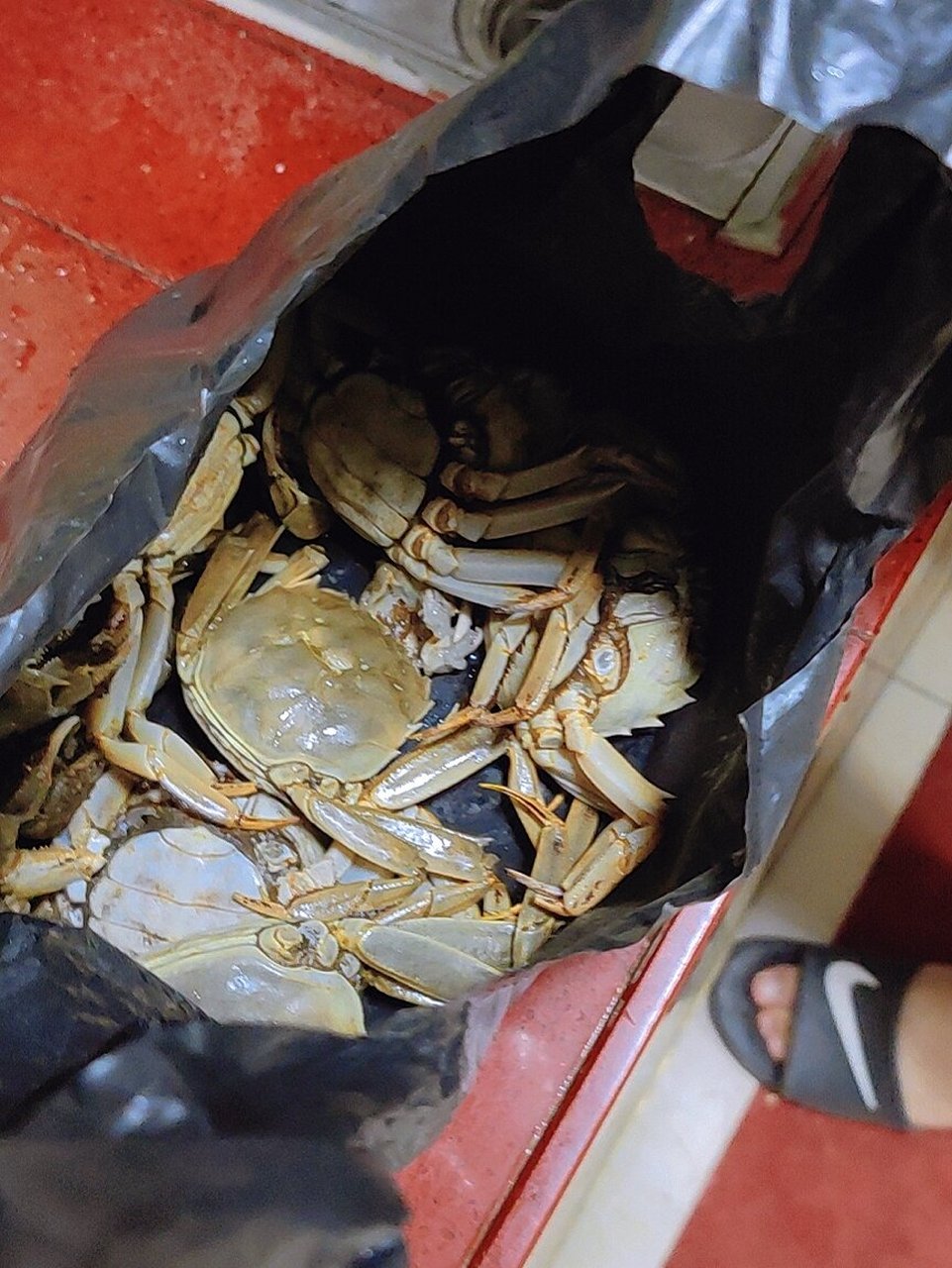 榴莲和螃蟹02 妈妈说 榴莲不能和螃蟹一起吃噢