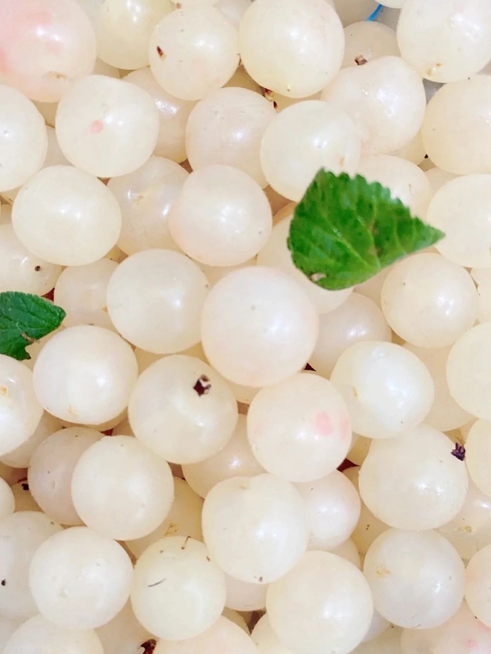 嫩都没见过这种白樱桃?