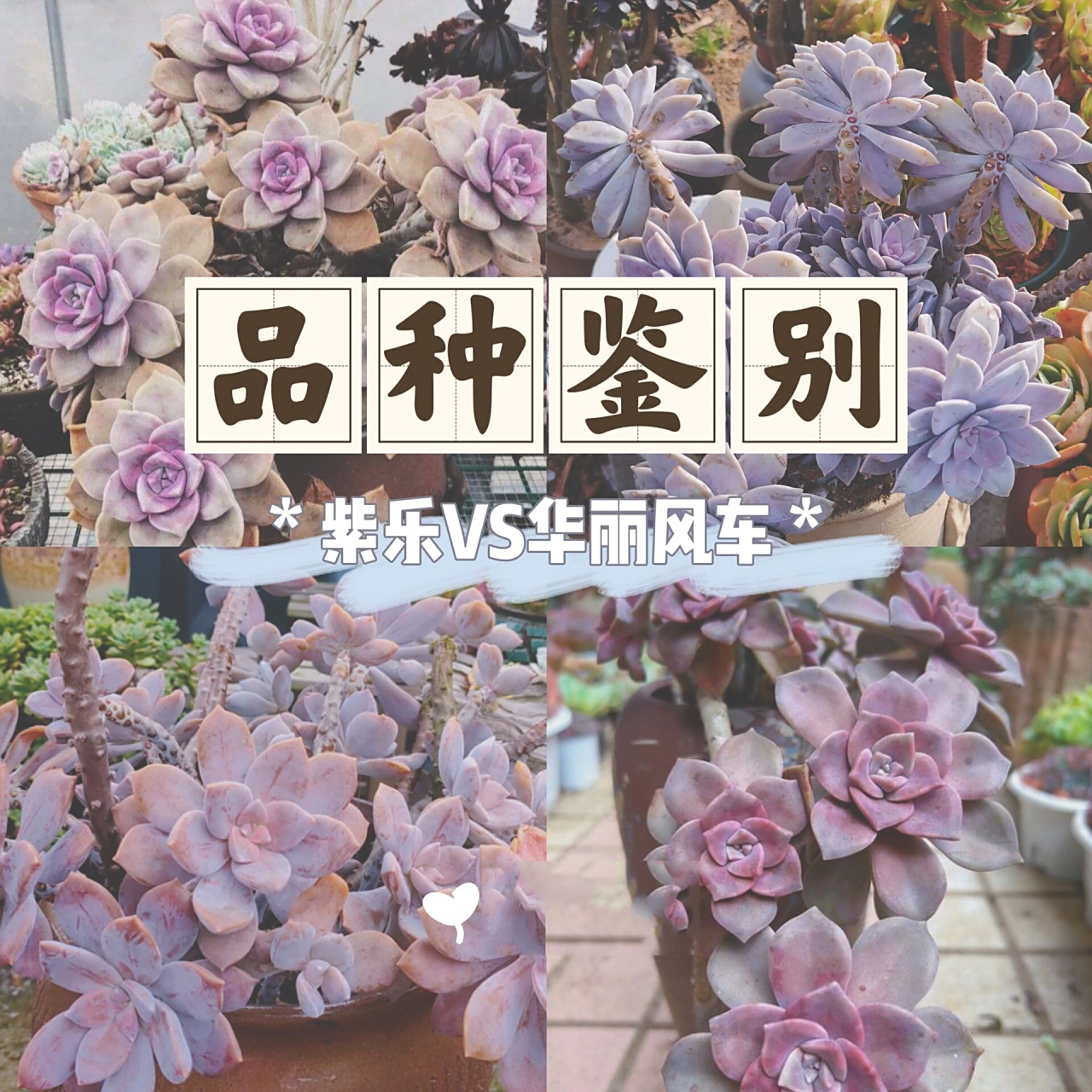 紫乐和华丽风车的区别 019969♂15哈喽,肉友们,我是阿野.