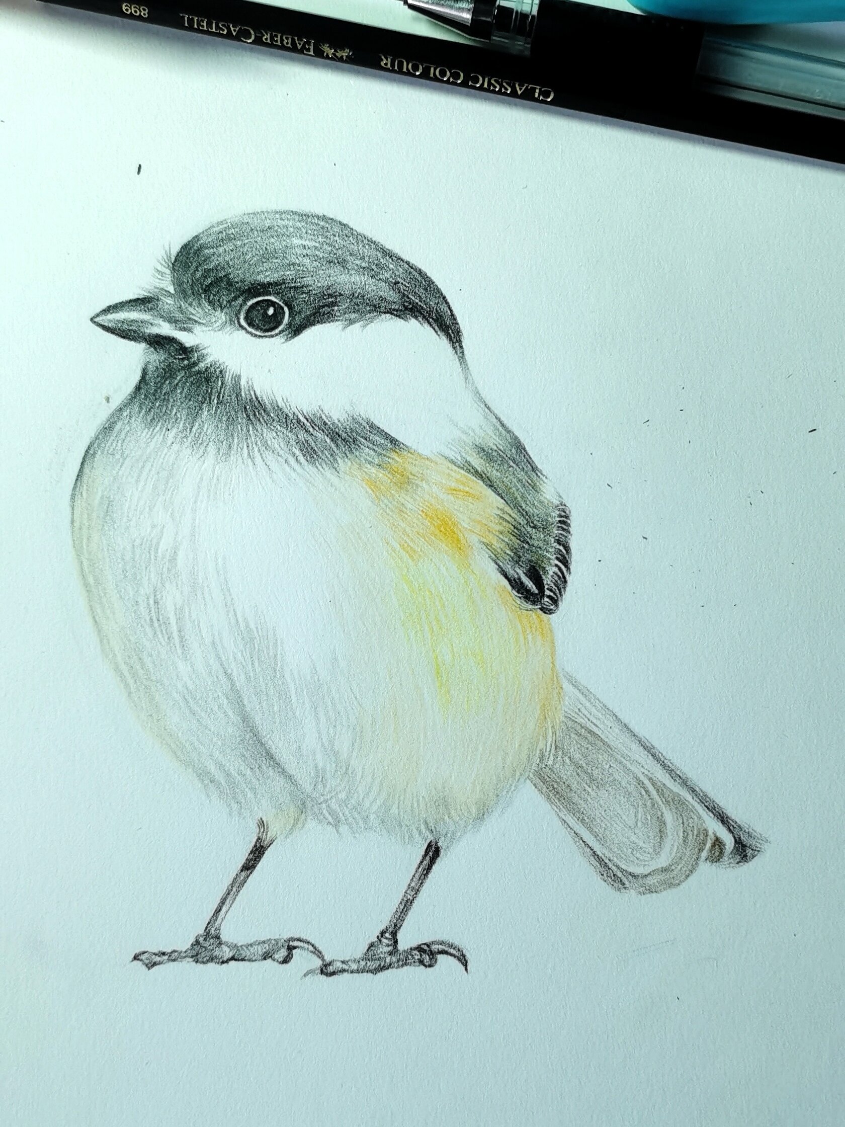 彩铅绘画—鸟(雪地里的小可爱